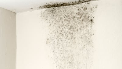 what is black mold