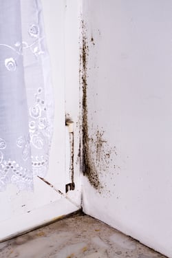 reasons mold can return