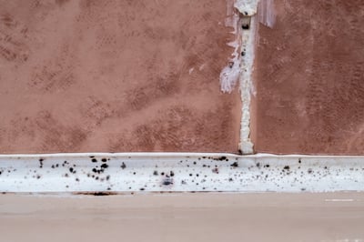 when to chose mold remediation vs abatement